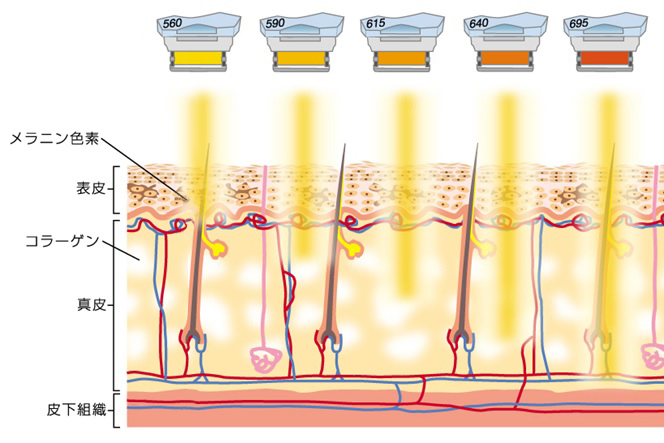 フォトフェイシャルのメカニズム